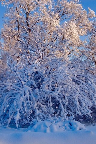 Обои небо, деревья, снег, природа, лес, зима, ветки, ели, the sky, trees, snow, nature, forest, winter, branches, ate разрешение 2008x1335 Загрузить