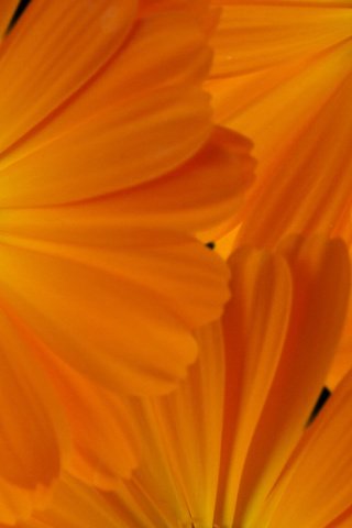 Обои макро, для рабочего стола, ноготки, macro, for your desktop, marigolds разрешение 2560x1600 Загрузить