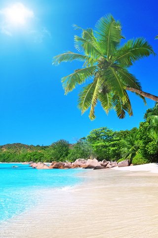 Обои пляж, тропики, beach, tropics разрешение 1920x1200 Загрузить