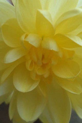 Обои крупный план, хризантема, close-up, chrysanthemum разрешение 4320x2432 Загрузить