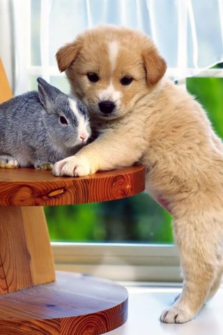 Обои собака, щенок, кролик, дружба, друзья, крольчонок, dog, puppy, rabbit, friendship, friends разрешение 2560x1920 Загрузить