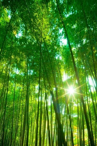 Обои лес, бамбук, тропики, forest, bamboo, tropics разрешение 1921x1178 Загрузить