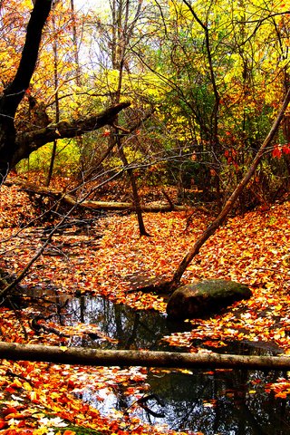 Обои желтый, лес, листья, пейзаж, ручей, листва, осень, yellow, forest, leaves, landscape, stream, foliage, autumn разрешение 3648x2736 Загрузить