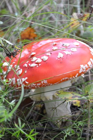 Обои трава, природа, макро, осень, гриб, мухомор, grass, nature, macro, autumn, mushroom разрешение 4435x2495 Загрузить