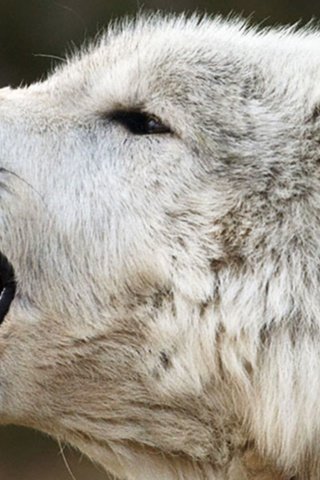 Обои белый, хищник, профиль, волк, арктический волк, белый волк, white, predator, profile, wolf, arctic wolf, white wolf разрешение 1920x1200 Загрузить