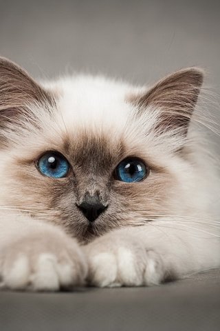 Обои кошка, голубые глаза, киска, пушистая, сиамская, cat, blue eyes, pussy, fluffy, siamese разрешение 1920x1274 Загрузить