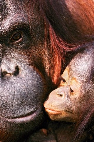 Обои семья, детеныш, орангутанг, обезьяны, мать, family, cub, orangutan, monkey, mother разрешение 1920x1200 Загрузить