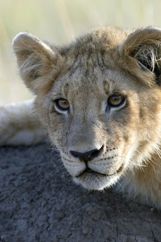 Обои взгляд, камень, львы, львёнок, большие кошки, look, stone, lions, lion, big cats разрешение 3600x2400 Загрузить