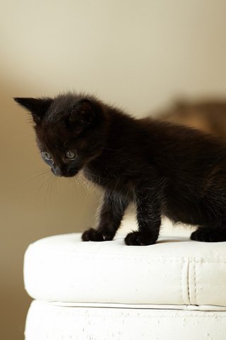 Обои кошка, котенок, черный, малыш, наблюдает, пуфик, cat, kitty, black, baby, watching, ottoman разрешение 1920x1200 Загрузить