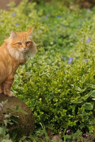 Обои цветы, трава, кот, кошка, камень, рыжий, flowers, grass, cat, stone, red разрешение 1920x1200 Загрузить
