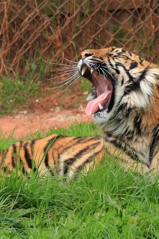 Обои тигр, трава, лежит, пасть, зевает, дикая кошка, tiger, grass, lies, mouth, yawns, wild cat разрешение 2800x2000 Загрузить