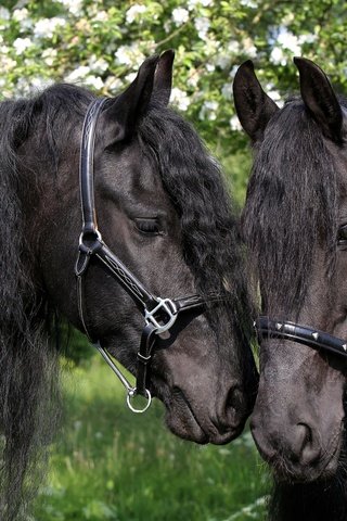 Обои лошади, грива, чёрные, яблони, пара коней вороных, horse, mane, black, apple, a pair of horses black horses разрешение 2048x1363 Загрузить