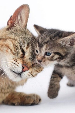 Обои кошка, котенок, любовь, нежность, cat, kitty, love, tenderness разрешение 2048x1365 Загрузить