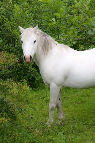 Обои лошадь, трава, деревья, белый, конь, horse, grass, trees, white разрешение 2048x1354 Загрузить