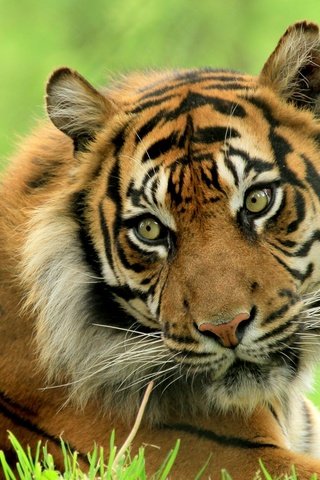 Обои тигр, морда, взгляд, хищник, дикая кошка, красавец, tiger, face, look, predator, wild cat, handsome разрешение 2048x1482 Загрузить