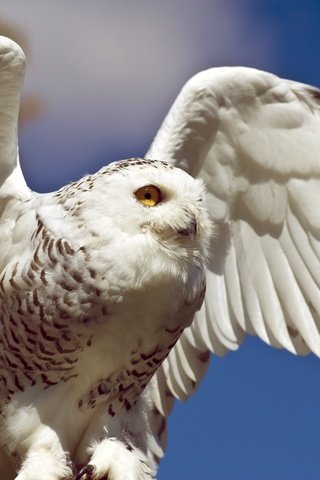 Обои сова, крылья, птицы, белая, полярная, снежная, owl, wings, birds, white, polar, snow разрешение 2600x1730 Загрузить