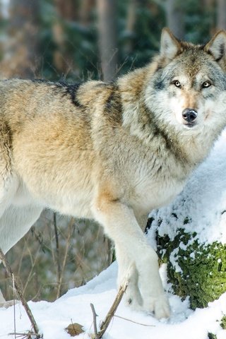 Обои снег, лес, зима, хищник, волк, snow, forest, winter, predator, wolf разрешение 2048x1369 Загрузить