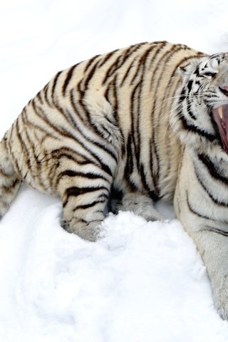 Обои тигр, снег, зима, белый, зубы, пасть, tiger, snow, winter, white, teeth, mouth разрешение 2600x1730 Загрузить