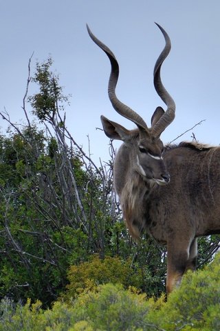 Обои природа, животные, рога, антилопа, nature, animals, horns, antelope разрешение 2048x1365 Загрузить