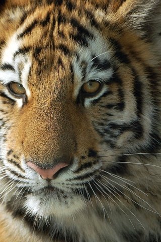 Обои тигр, морда, взгляд, хищник, тигренок, дикая кошка, детеныш, tiger, face, look, predator, wild cat, cub разрешение 2048x1612 Загрузить