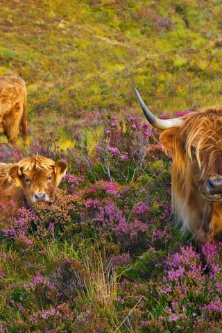 Обои корова, телёнок, вереск, лохматые шотландские коровы, cow, calf, heather, shaggy scottish cows разрешение 1920x1200 Загрузить