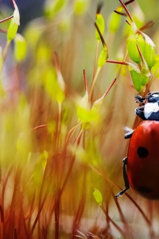 Обои макро, насекомые, божья коровка, лапки, macro, insects, ladybug, legs разрешение 2048x1360 Загрузить