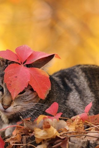Обои листья, кот, кошка, осень, полосатый, leaves, cat, autumn, striped разрешение 1920x1200 Загрузить