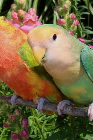 Обои цветы, птицы, парочка, попугаи, неразлучники, flowers, birds, a couple, parrots, lovebird разрешение 2048x1399 Загрузить