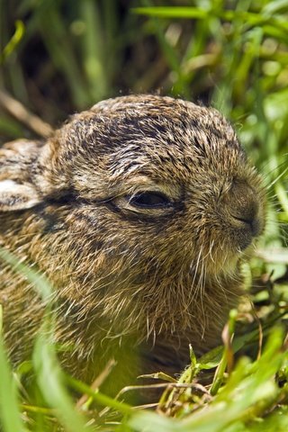 Обои трава, природа, животные, малыш, зайцы, зайчонок, grass, nature, animals, baby, rabbits, hare разрешение 3600x2400 Загрузить