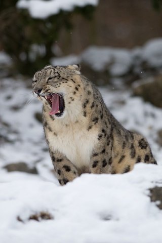 Обои снег, снежный барс, зевает, ирбис, барс, дикая кошка, snow, snow leopard, yawns, irbis, bars, wild cat разрешение 3400x2262 Загрузить