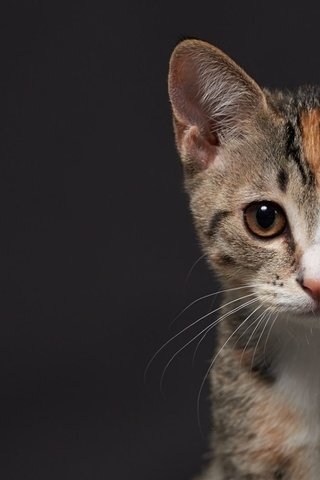 Обои фон, кот, мордочка, котенок, background, cat, muzzle, kitty разрешение 2000x1125 Загрузить