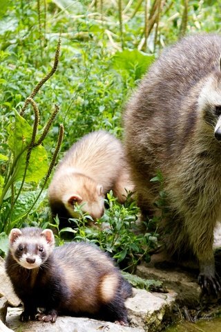 Обои природа, животные, еноты, енот, детеныши, енот-полоскун, nature, animals, raccoons, raccoon, cubs разрешение 2048x1365 Загрузить