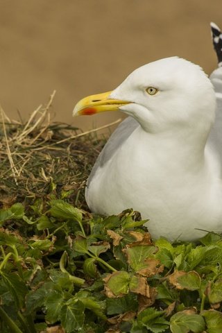 Обои трава, природа, листья, чайка, птицы, grass, nature, leaves, seagull, birds разрешение 2048x1365 Загрузить