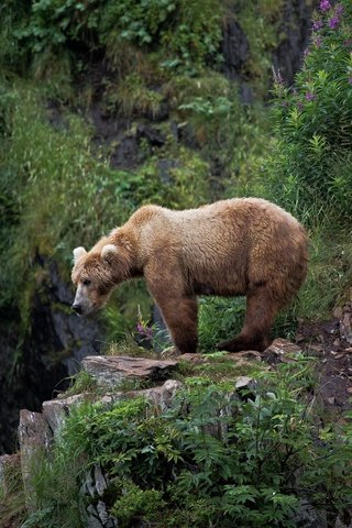 Обои природа, лес, медведь, обрыв, nature, forest, bear, open разрешение 2048x1365 Загрузить