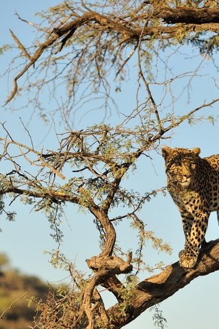 Обои дерево, пустыня, леопард, хищник, большая кошка, дикая природа, tree, desert, leopard, predator, big cat, wildlife разрешение 2048x1362 Загрузить