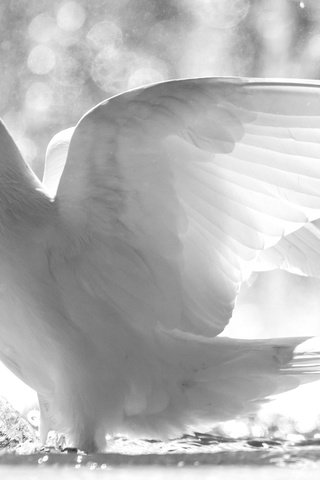 Обои крылья, белый, птицы, клюв, перья, голубь, белый голубь, wings, white, birds, beak, feathers, dove разрешение 2048x1365 Загрузить