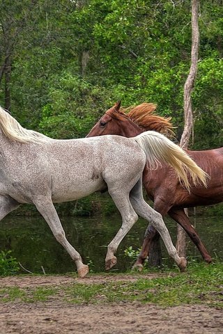 Обои деревья, вода, природа, лошади, кони, бег, гривы, trees, water, nature, horse, horses, running, mane разрешение 2048x1324 Загрузить