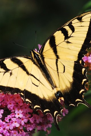 Обои цветок, бабочка, крылья, насекомые, макр, flower, butterfly, wings, insects, makr разрешение 2600x1740 Загрузить