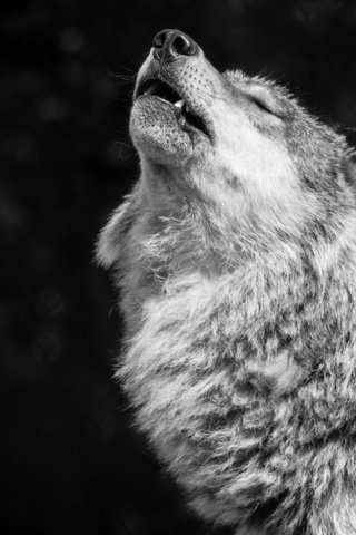 Обои фон, чёрно-белое, хищник, волк, вой, волчья песня, background, black and white, predator, wolf, howl, wolf song разрешение 2048x1382 Загрузить