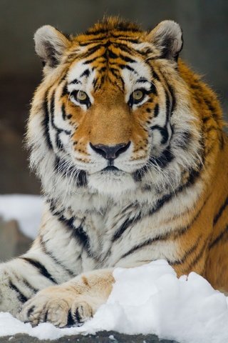 Обои тигр, снег, взгляд, хищник, большая кошка, отдых, амурский, tiger, snow, look, predator, big cat, stay, amur разрешение 3400x2266 Загрузить