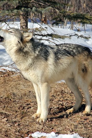 Обои лес, зима, серый, хищник, волк, воет, дикий, forest, winter, grey, predator, wolf, howling, wild разрешение 1920x1200 Загрузить