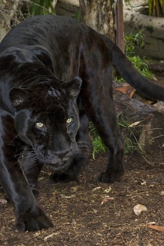 Обои природа, взгляд, пантера, черный ягуар, дикаякошка, nature, look, panther, black jaguar, giacosa разрешение 2048x1364 Загрузить