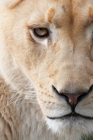 Обои кошка, взгляд, хищник, лев, львица, большая, дикая, cat, look, predator, leo, lioness, large, wild разрешение 2048x1360 Загрузить