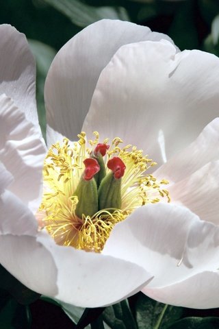 Обои лепестки, мак, пион, белый цветок, petals, mac, peony, white flower разрешение 2048x1375 Загрузить