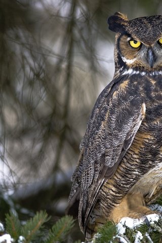 Обои сова, лес, птицы, большая, виргинский филин, рогатая, виргинский, owl, forest, birds, large, virgin filin, horny, virgin разрешение 2048x1408 Загрузить