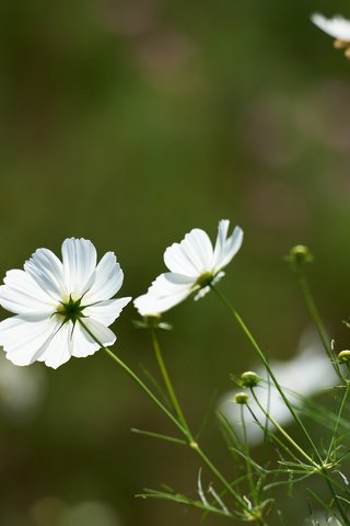 Обои цветы, зелень, поле, белая, космея, flowers, greens, field, white, kosmeya разрешение 1920x1200 Загрузить