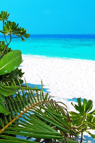 Обои море, пляж, тропики, мальдивы, sea, beach, tropics, the maldives разрешение 3274x2460 Загрузить