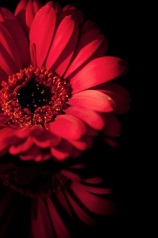 Обои макро, отражение, цветок, лепестки, черный, красный, macro, reflection, flower, petals, black, red разрешение 1920x1080 Загрузить