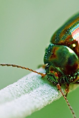 Обои зелёный, жук, макро, насекомое, золотистый, green, beetle, macro, insect, golden разрешение 1920x1080 Загрузить