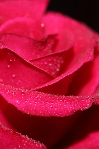 Обои вода, макро, цветок, роса, капли, роза, красная, water, macro, flower, rosa, drops, rose, red разрешение 2560x1600 Загрузить